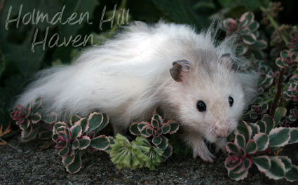 Silver Fox- Silver Pearl Umbrous Banded Longhaired